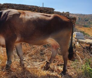 Τήνος: Σχηματίζεται δικογραφία για κτηνοτρόφο που κακοποιεί αγελάδα με παστούρα (βίντεο)
