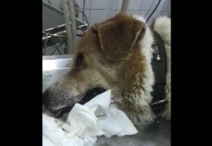 Τύρναβος Λάρισας: Ακόμα δύο σκυλιά δηλητηριασμένα από φόλες (βίντεο)
