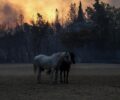 Ελληνική Ομοσπονδία Ιππασίας: 253 άλογα, 23 πόνυ και 2 γαϊδουράκια σώθηκαν από τη φωτιά στη Βαρυμπόμπη (βίντεο)