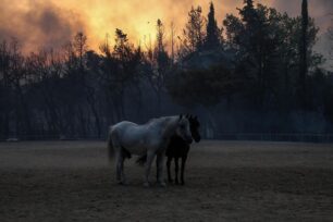 Ελληνική Ομοσπονδία Ιππασίας: 253 άλογα, 23 πόνυ και 2 γαϊδουράκια σώθηκαν από τη φωτιά στη Βαρυμπόμπη (βίντεο)