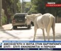 Προσπαθούν να προσεγγίσουν τη Βαρυμπόμπη Αττικής για να σώσουν άλογα από τις φλόγες (βίντεο)