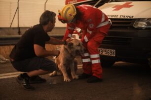 Πολλά τα καμένα και τα ζώα με εγκαύματα στη Βαρυμπόμπη Αττικής