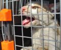 Δήμος Αχαρνών: Οδηγίες φροντίδας και περίθαλψης για ζώα αδέσποτα ή παρατημένα