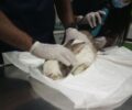 Ζητούν βοήθεια για στειρώσεις δεκάδων θηλυκών κουνελιών που βρέθηκαν στις πυρόπληκτες περιοχές