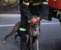 Βρέθηκε - Αναζητούν σκύλο που ζούσε στη Βαρυμπόμπη Αττικής