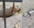 Την ώρα που καίγεται η μισή Εύβοια στη Χαλκίδα κάποιος ρίχνει φόλες και δολοφονεί ζώα (βίντεο)