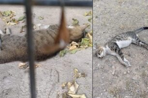 Την ώρα που καίγεται η μισή Εύβοια στη Χαλκίδα κάποιος ρίχνει φόλες και δολοφονεί ζώα (βίντεο)