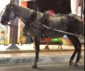 Ιππόθεσις: Η Αστυνομία δεν μπόρεσε να βρει το σκελετωμένο άλογο που κακοποιεί αμαξάς στη Ζάκυνθο