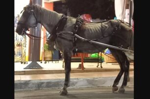 Ιππόθεσις: Η Αστυνομία δεν μπόρεσε να βρει το σκελετωμένο άλογο που κακοποιεί αμαξάς στη Ζάκυνθο