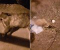 Γάτες δολοφονημένες με φόλες στου Ζωγράφου Αττικής
