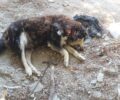 Δασκαλειό Αττικής: Σκύλος νεκρός – αλυσοδεμένος χωρίς νερό και τροφή μέσα σε ιδιωτική έκταση