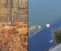 Ήλιδα Ηλείας: Ακόμα δύο σκυλιά πεταμένα στο φράγμα Πηνείου – Το ένα σώθηκε το δεύτερο πνίγηκε (βίντεο)