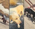 Ήλιδα Ηλείας: Συνεχίζουν να πετούν ανεπιθύμητα σκυλιά στο φράγμα Πηνειού (βίντεο)