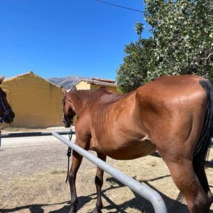 KoropiAlogoSkeletomeno25 9 2021 2