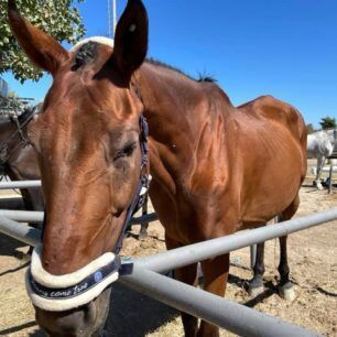 KoropiAlogoSkeletomeno25 9 2021 3