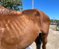 Υποσιτισμένα - κακοποιημένα άλογα σε αγώνες στον Αττικό Όμιλο Ιππασίας στο Κορωπί Αττικής (βίντεο)