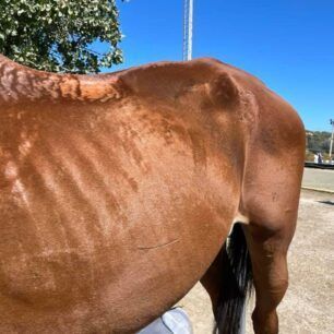 KoropiAlogoSkeletomeno25 9 2021 4