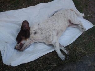 Λέσβος: Κουνάβι, σκύλος και γάτες τα δολοφονημένα με φόλες ζώα στην Αποθήκα
