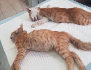 Λέσβος: Με φόλες δολοφονεί γάτες στη Μυτιλήνη