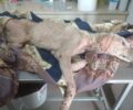 Σκύλος σκελετωμένος κυρίως από την ασιτία βρέθηκε στο Λιτόχωρο Πιερίας