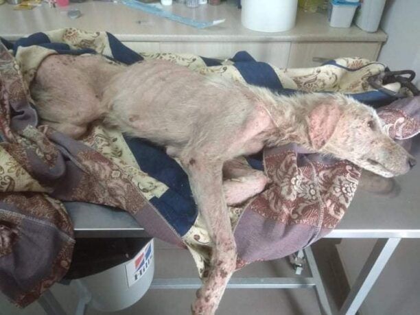 Σκύλος σκελετωμένος κυρίως από την ασιτία βρέθηκε στο Λιτόχωρο Πιερίας