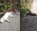 Δύο σκυλιά νεκρά δολοφονημένα με φόλες στο Νέο Κεραμίδι Πιερίας