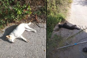 Δύο σκυλιά νεκρά δολοφονημένα με φόλες στο Νέο Κεραμίδι Πιερίας