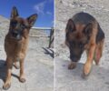Έσωσαν τον σκύλο που βρέθηκε μόνος να περιφέρεται στον Όλυμπο Πιερίας