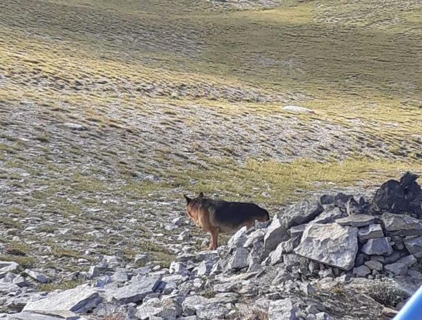 Βρήκαν σκύλο να περιφέρεται στο Οροπέδιο των Μουσών στον Όλυμπο Πιερίας