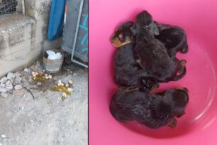 Πάρος: Πέταξε στα σκουπίδια ζωντανά νεογέννητα κουταβάκια
