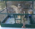 Σαντορίνη: Ιδιοκτήτης εστιατορίου κρατούσε αιχμάλωτο με κομμένα φτερά Γεράκι Βραχοκιρκίνεζο