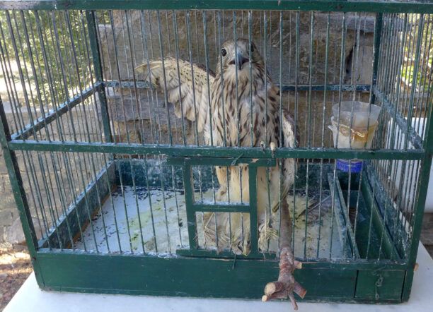 Σαντορίνη: Ιδιοκτήτης εστιατορίου κρατούσε αιχμάλωτο με κομμένα φτερά Γεράκι Βραχοκιρκίνεζο