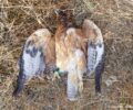 Σπιζαετός πέθανε πυροβολημένος από κυνηγό στη Βασιλική Ηρακλείου Κρήτης