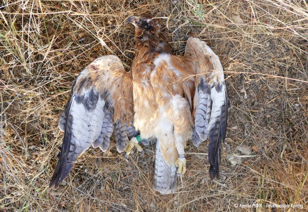 Σπιζαετός πέθανε πυροβολημένος από κυνηγό στη Βασιλική Ηρακλείου Κρήτης