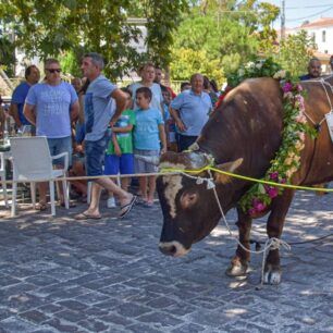 TavrosLesvos2019 1