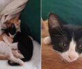 Χάθηκε θηλυκό ασπρόμαυρο γατάκι στο Μαρούσι Αττικής