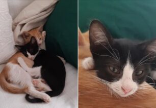 Χάθηκε θηλυκό ασπρόμαυρο γατάκι στο Μαρούσι Αττικής