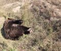 Κυνηγός πυροβόλησε και σκότωσε αρκούδα κοντά στο Βροντερό Φλώρινας