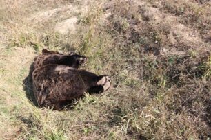 Κυνηγός πυροβόλησε και σκότωσε αρκούδα κοντά στο Βροντερό Φλώρινας