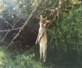 Βρήκε αλεπού νεκρή κρεμασμένη σε δέντρο στην περιοχή των Θερμιών Δράμας