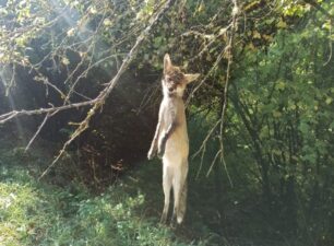 Βρήκε αλεπού νεκρή κρεμασμένη σε δέντρο στην περιοχή των Θερμιών Δράμας