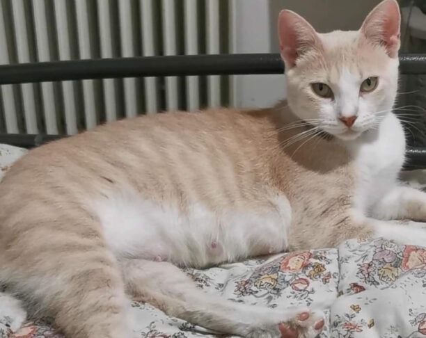 Αθήνα: Χάθηκε θηλυκή στειρωμένη γάτα στου Γκύζη