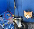 Άρτα: Έσωσαν γατάκι που σφήνωσε με το κεφάλι μέσα σε κάδο ανακύκλωσης