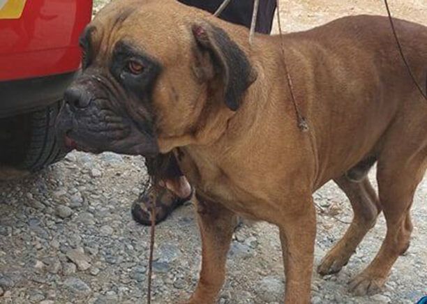 Αρχοντικό Ηρακλείου: Έσωσαν σκύλο εγκλωβισμένο στα χαλάσματα σπιτιού 5 μέρες μετά τον σεισμό (βίντεο)