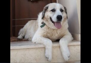 Χάθηκε αρσενικός μεγαλόσωμος σκύλος στην Αγία Παρασκευή Αττικής