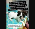 Βρέθηκε-Χάθηκε αρσενικός σκύλος στον Εύοσμο Θεσσαλονίκης