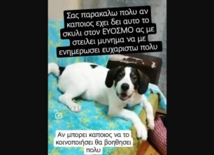 Βρέθηκε-Χάθηκε αρσενικός σκύλος στον Εύοσμο Θεσσαλονίκης