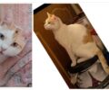 Χάθηκε θηλυκή γάτα στην Αρτέμιδα (Λούτσα) Αττικής