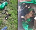 Ελασσόνα Λάρισας: Επτά κουτάβια ζωντανά κλεισμένα σε τσουβάλι πεταμένα δίπλα σε ποτάμι