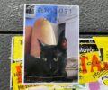 Αθήνα: Χάθηκε μαύρη γάτα στην οδό Πατησίων - Έπεσε από μπαλκόνι
